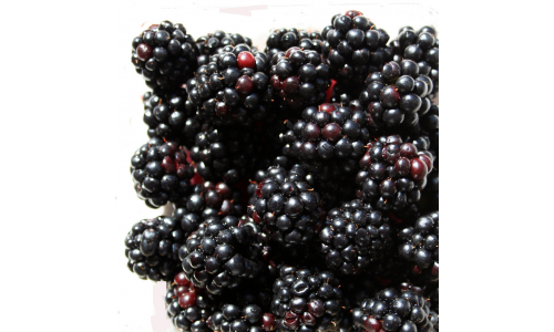 Mûrier 'Black Satin' - Rubus 'Black Satin'